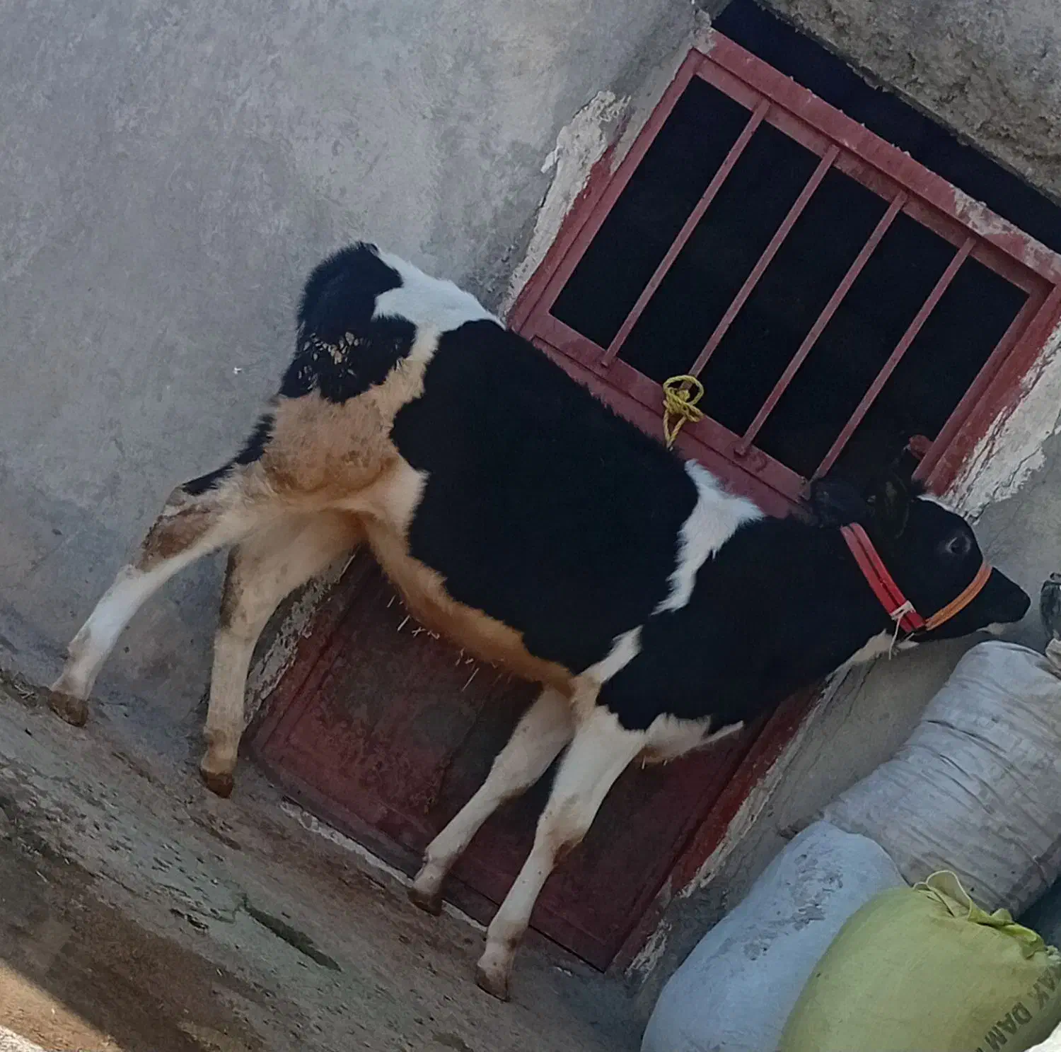 گوساله ماده|حیوانات مزرعه|دشت ذهاب, |دیوار