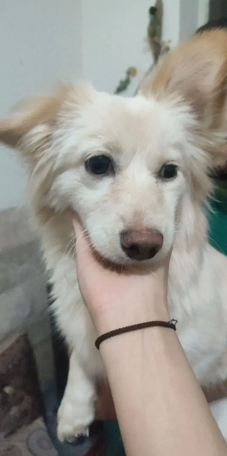 سلام یه سگ ماده دارم برای فروش|سگ|تفت, |دیوار