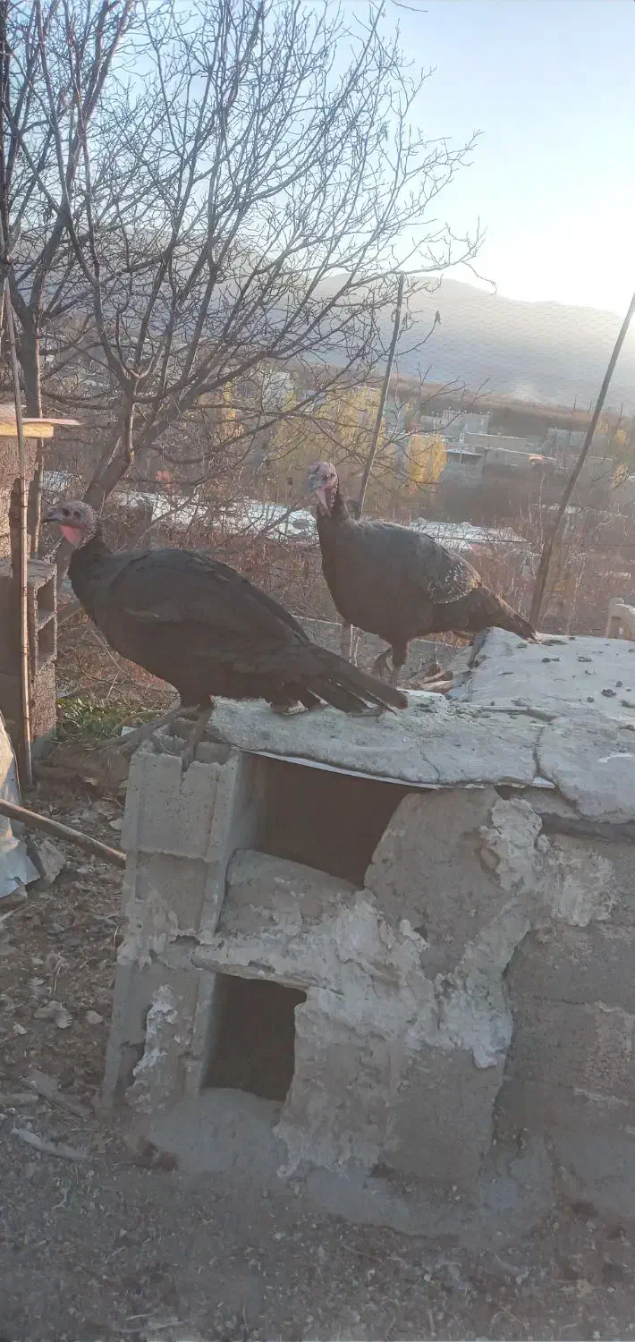 دوعددبوقلمون|حیوانات مزرعه|مشگین شهر, |دیوار