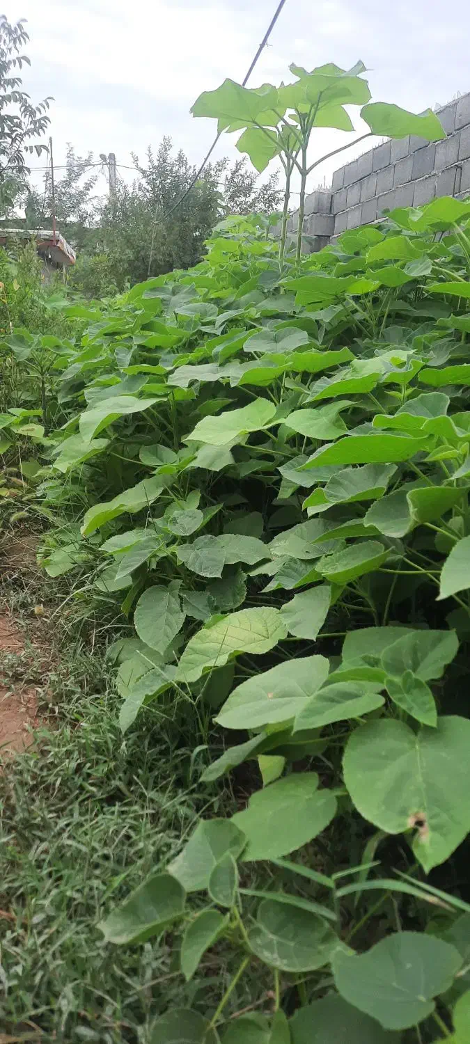 نهال پالونیا،انجیر،انار،ازگیل،نارنج و زیتون تلخ|خدمات باغبانی و درختکاری|علیآباد کتول, |دیوار