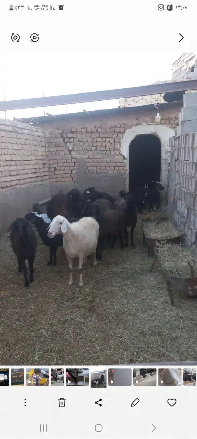 میش بره دار جوان|حیوانات مزرعه|کاشان, مشکات|دیوار