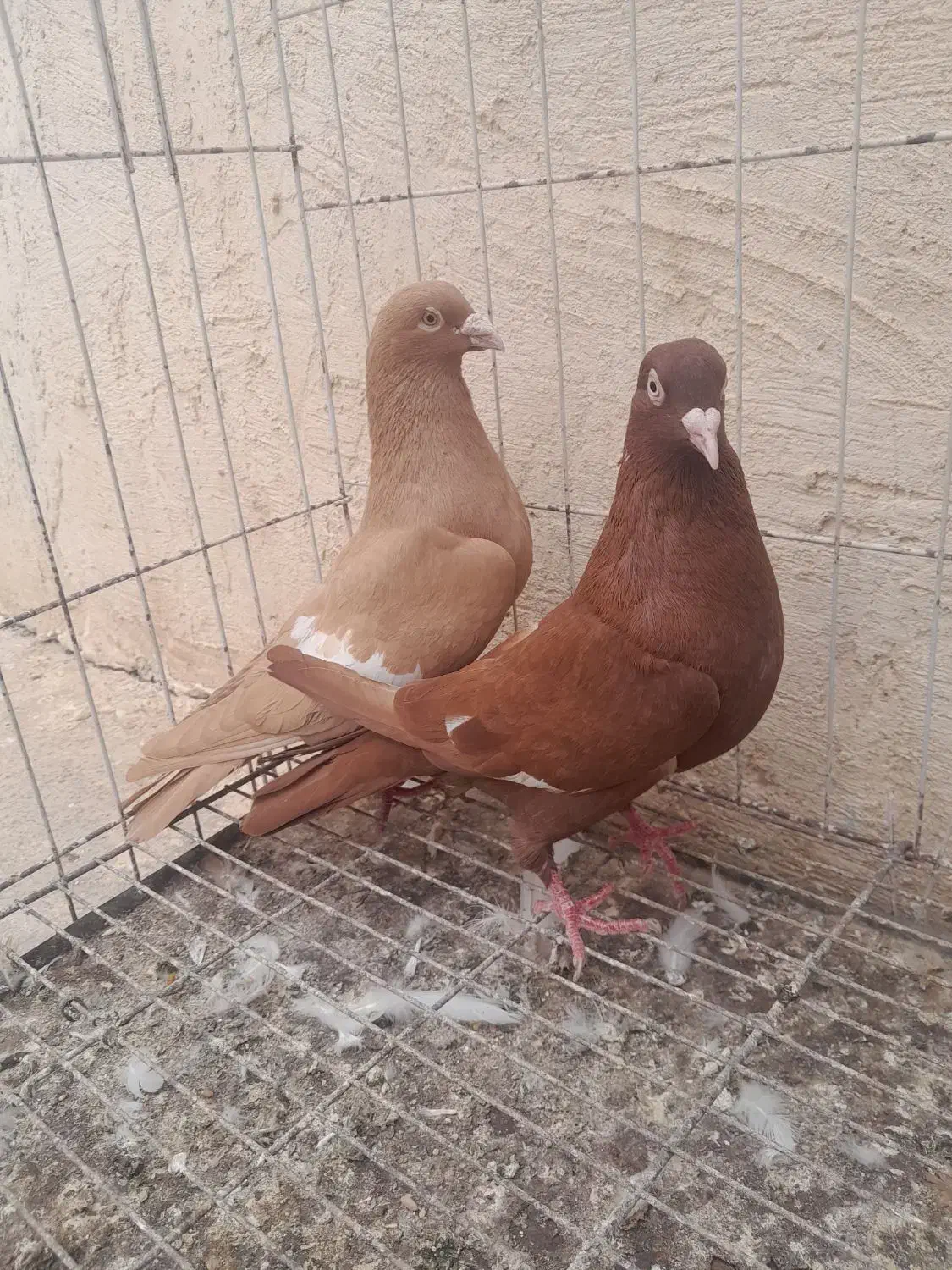 کبوتر سرک|پرنده|بهبهان, |دیوار