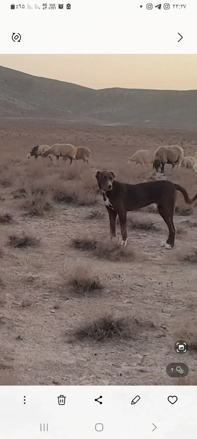 توله سگ|سگ|شیروان (خراسان), |دیوار