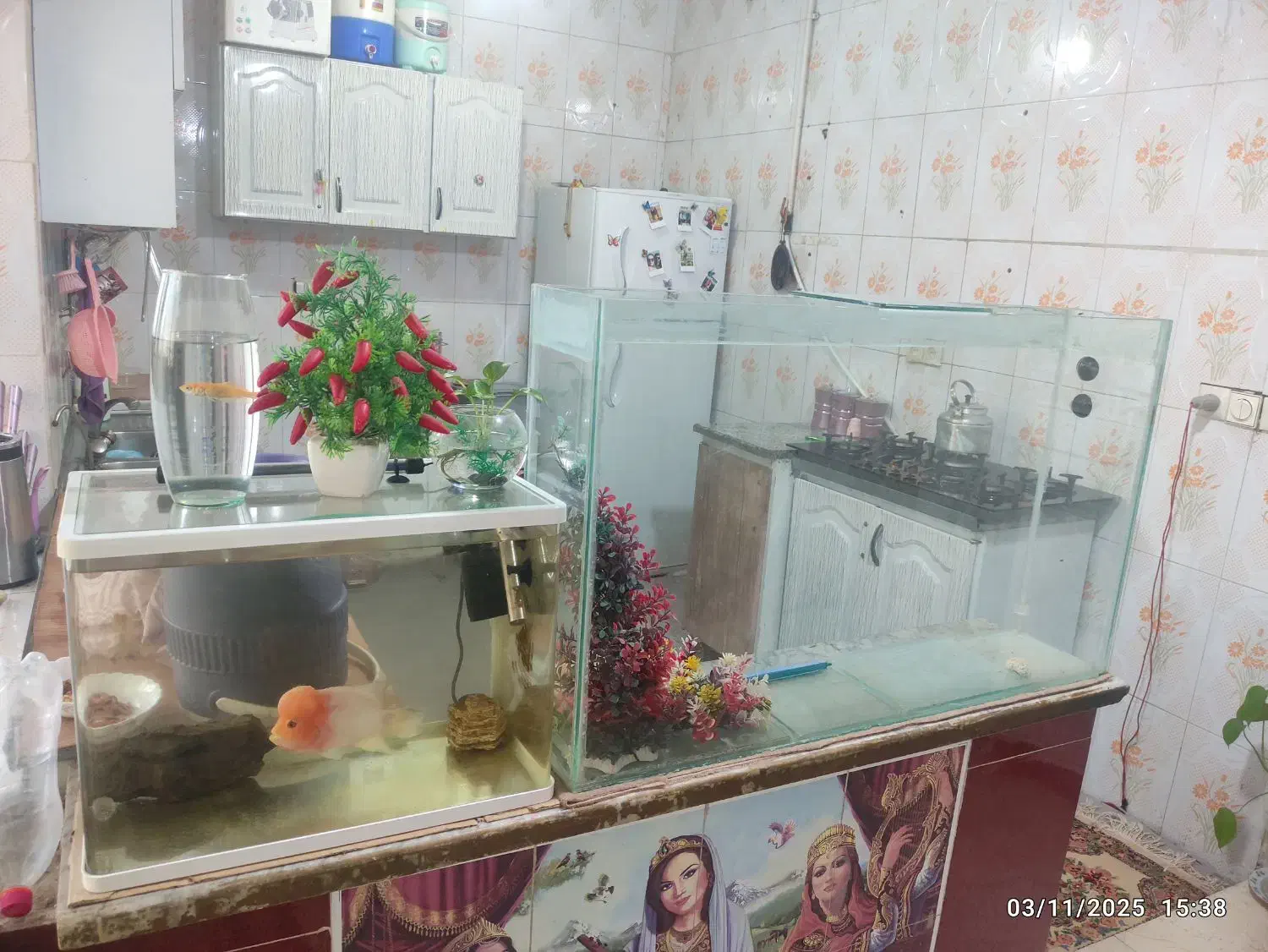 آکواریم و ماهی حراج متن بخون|ماهی|اهواز, دغاغله|دیوار