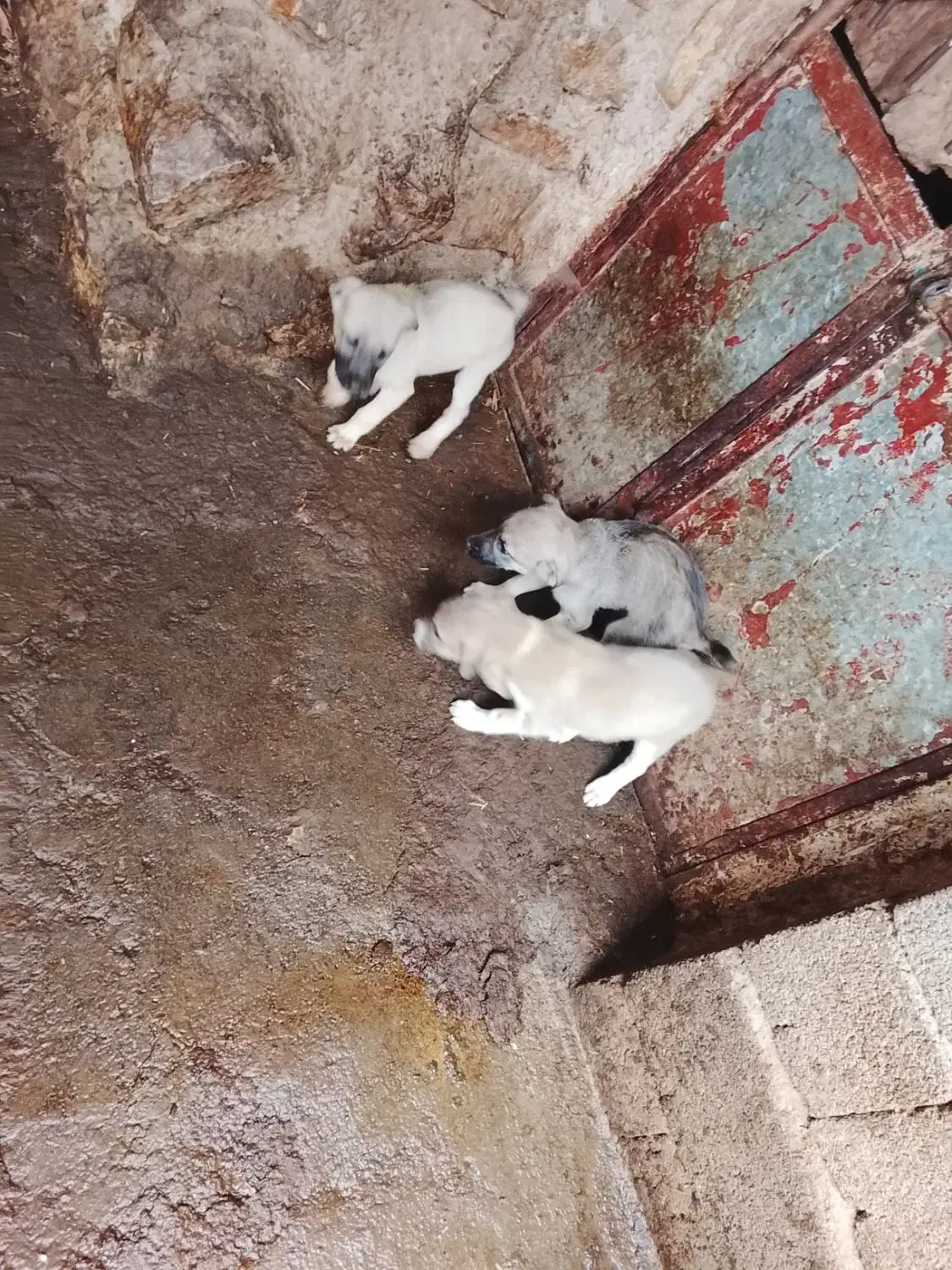 سلام توله سگ سرابی 3ماهه|سگ|بیلوار, |دیوار