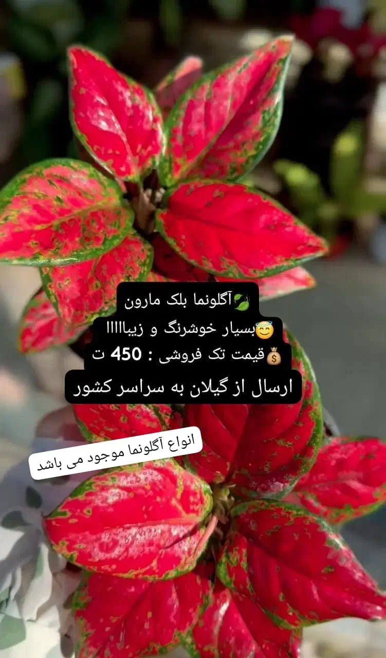 آهای آهای گل دارم گلای خوشرنگ و خوشگل و خاص دارم|گل و گیاه طبیعی|تهران, سعادت‌آباد|دیوار