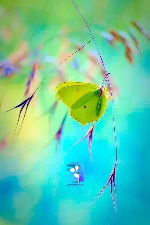 راهنمایی میخوام|فعالیت داوطلبانه تحقیقاتی|کرج, پیشاهنگی|دیوار