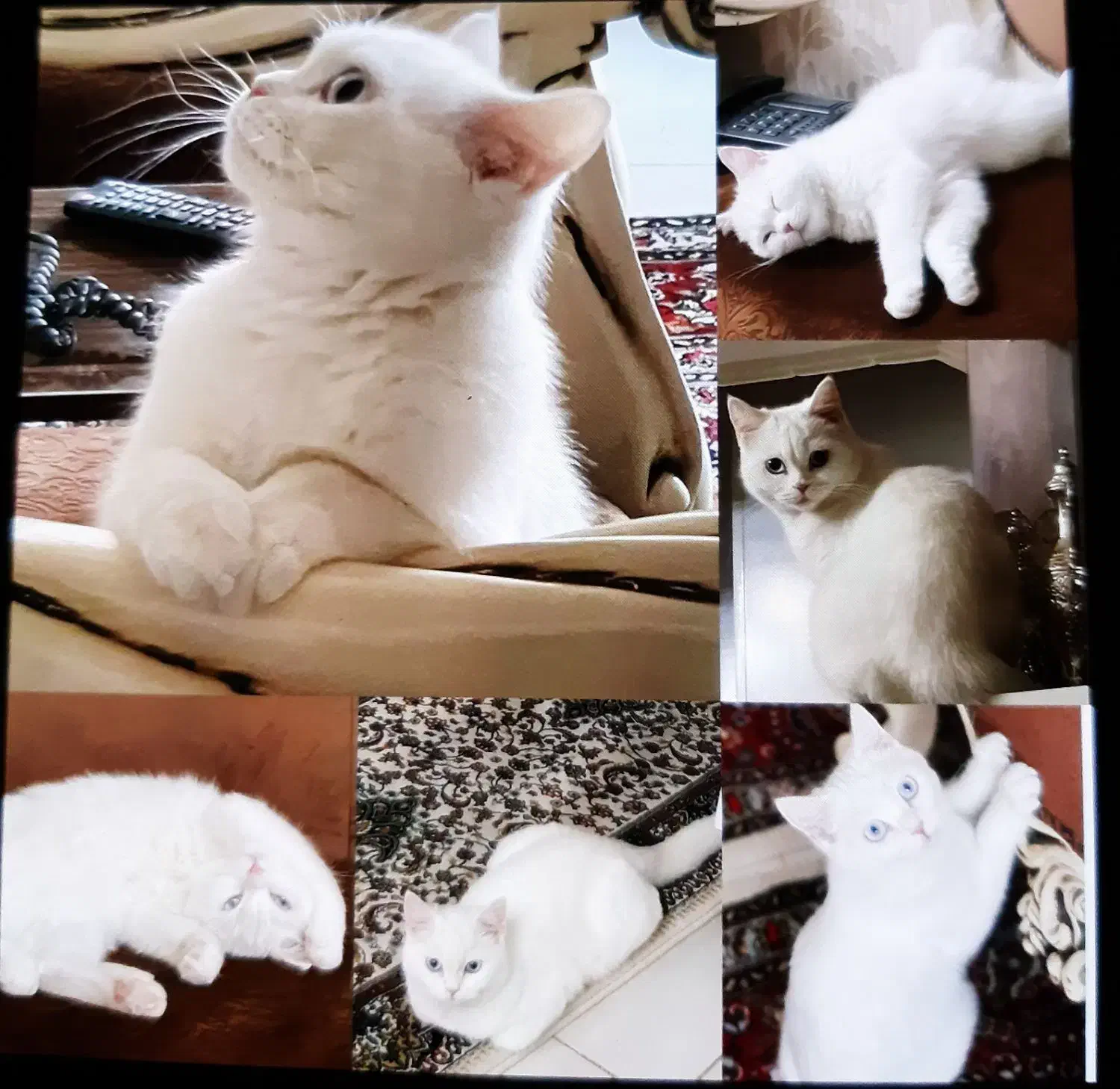 حیوانات خانگی|گربه|مراغه, |دیوار