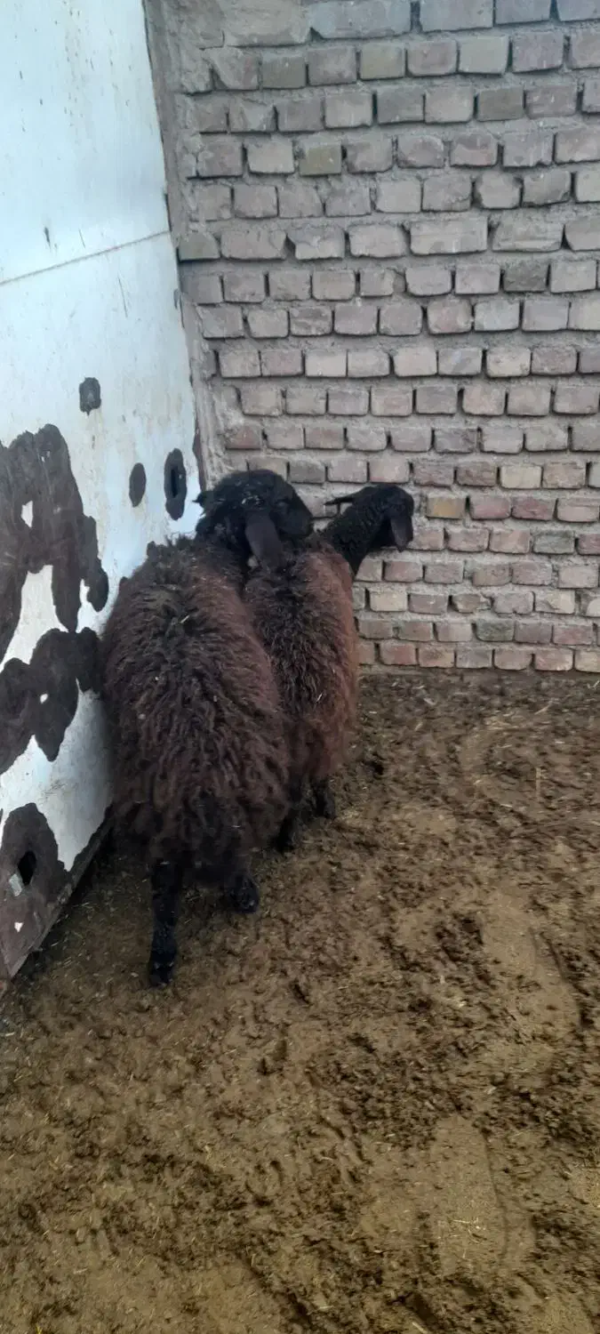 فروش دوتا بره ماده همو|حیوانات مزرعه|فیروزه, |دیوار