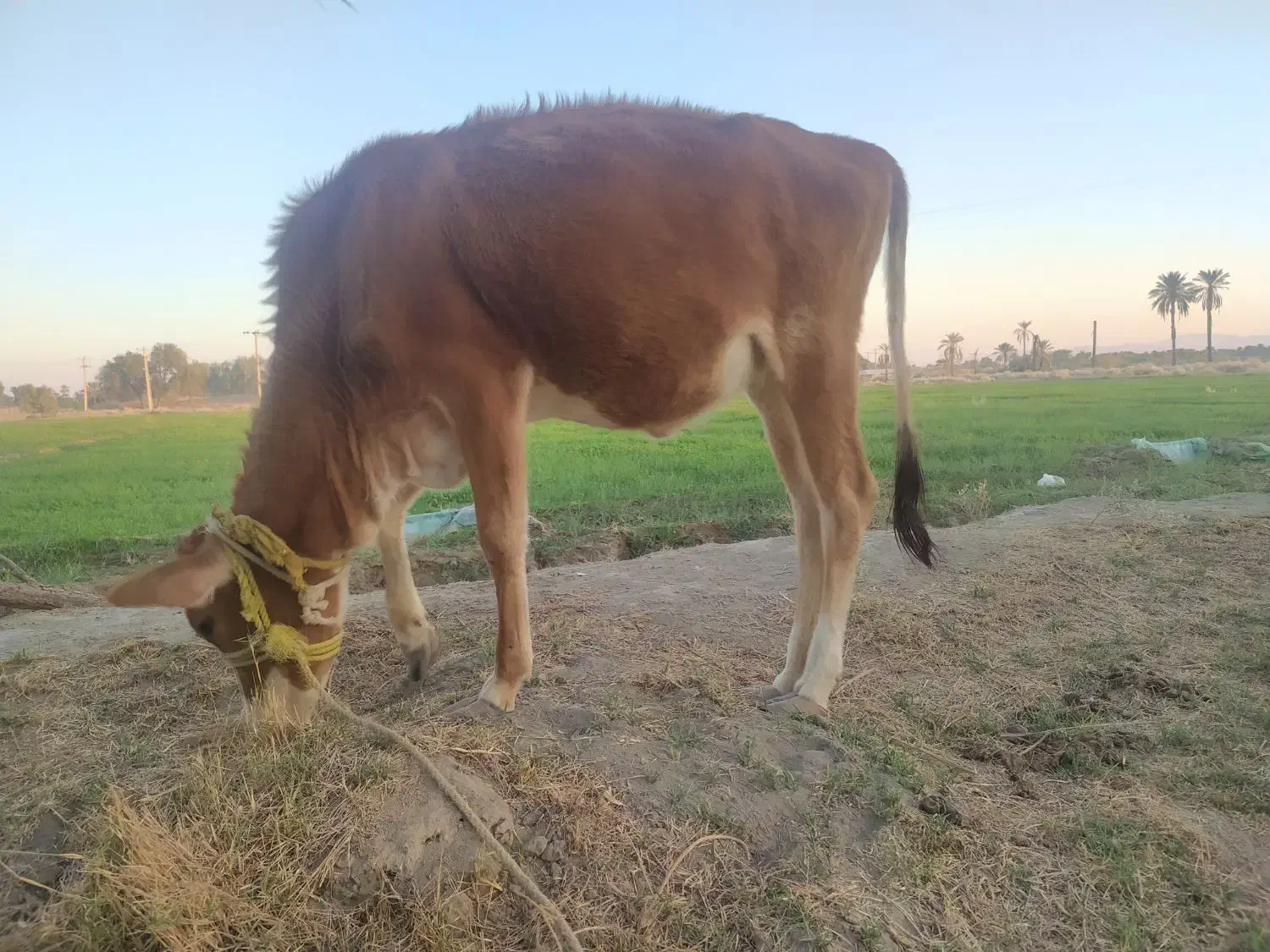 گاو چاق وسرحال|حیوانات مزرعه|بندرعباس, |دیوار