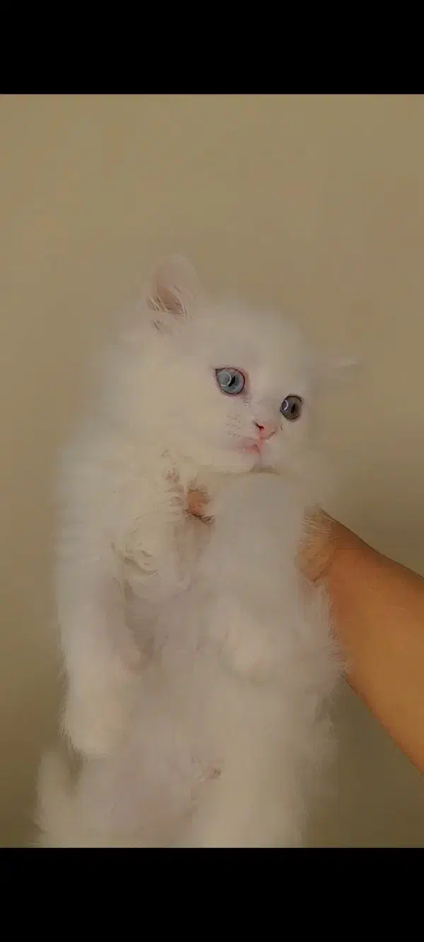 گربه اشرافی|گربه|کرج, حیدرآباد|دیوار