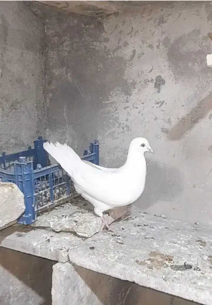 کفتر تهرانی|حیوانات|نهاوند, |دیوار