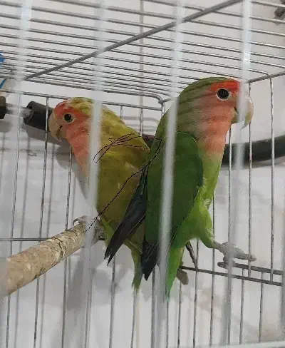 کوتوله برزیلی طوطی برزیلی گرینچیک|پرنده|آباده, |دیوار