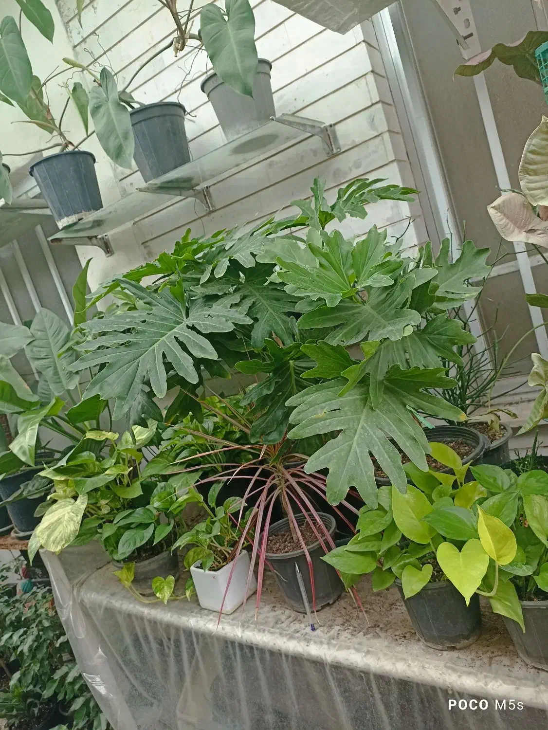 گل‌های آپارتمانی و بیرونی|گل و گیاه طبیعی|ساری, |دیوار