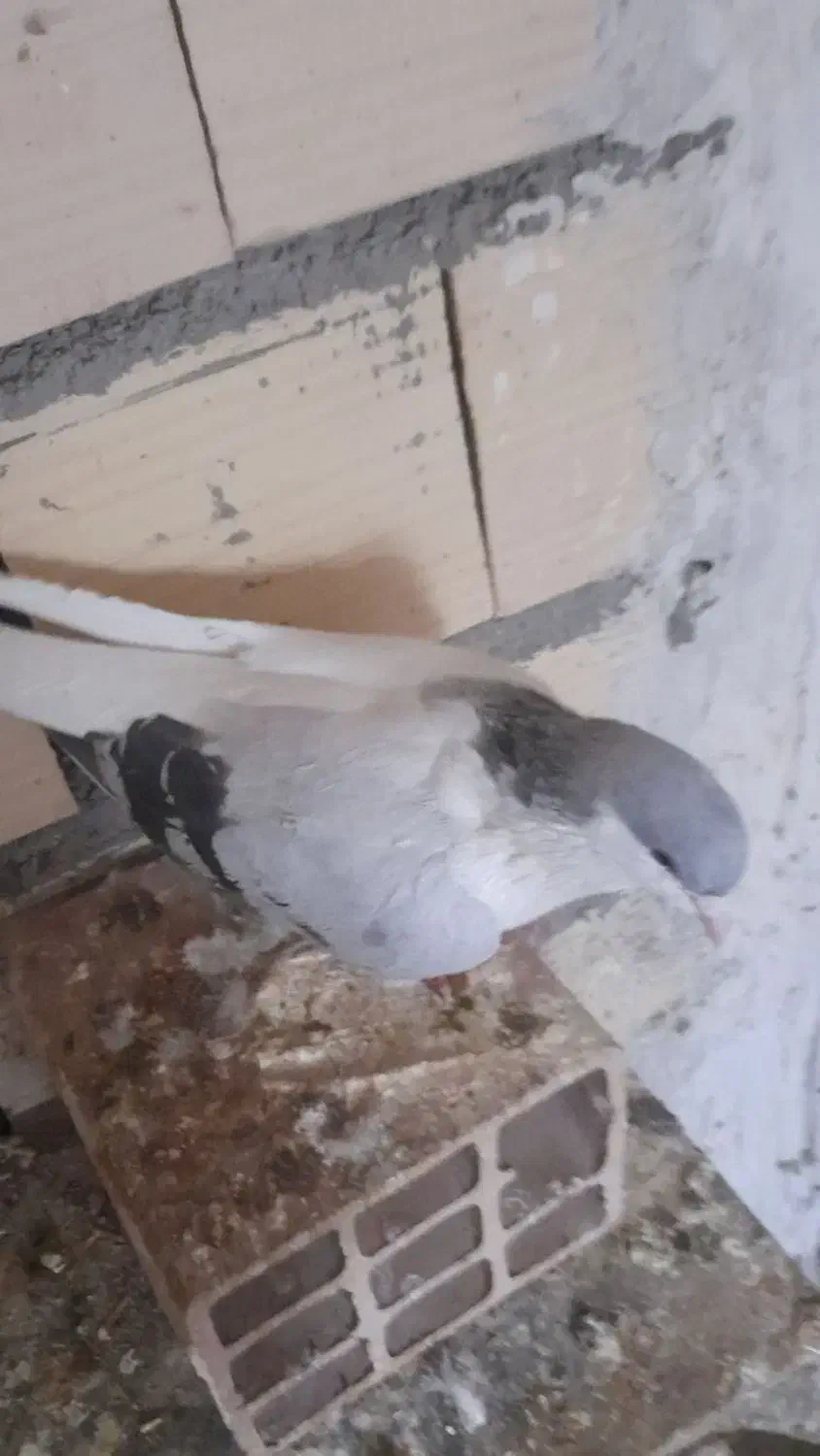 کبوتر|حیوانات|الوند, |دیوار