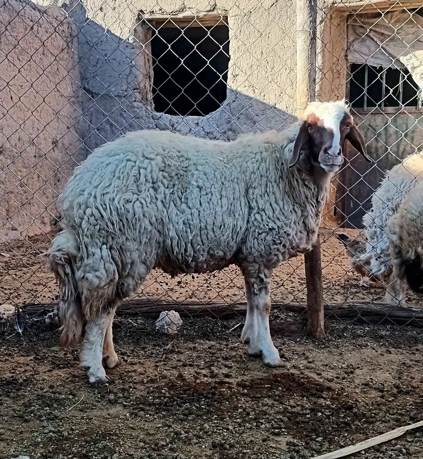 میش‌سنجابی‌جوان|حیوانات مزرعه|کرمانشاه, |دیوار