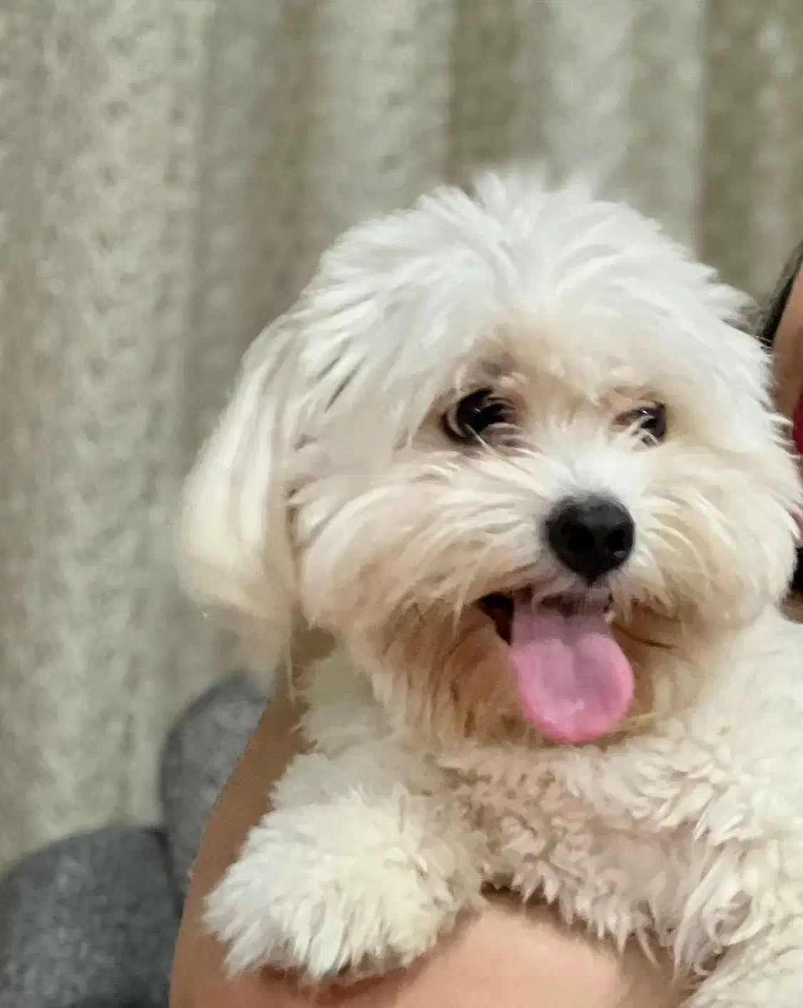 سگ گمشده|حیوانات|بندرعباس, |دیوار