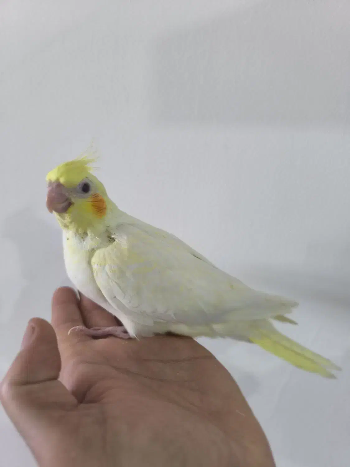 عروس هلندی نر وسه عدد جوجه|پرنده|شاهین‌شهر, خبرنگار|دیوار