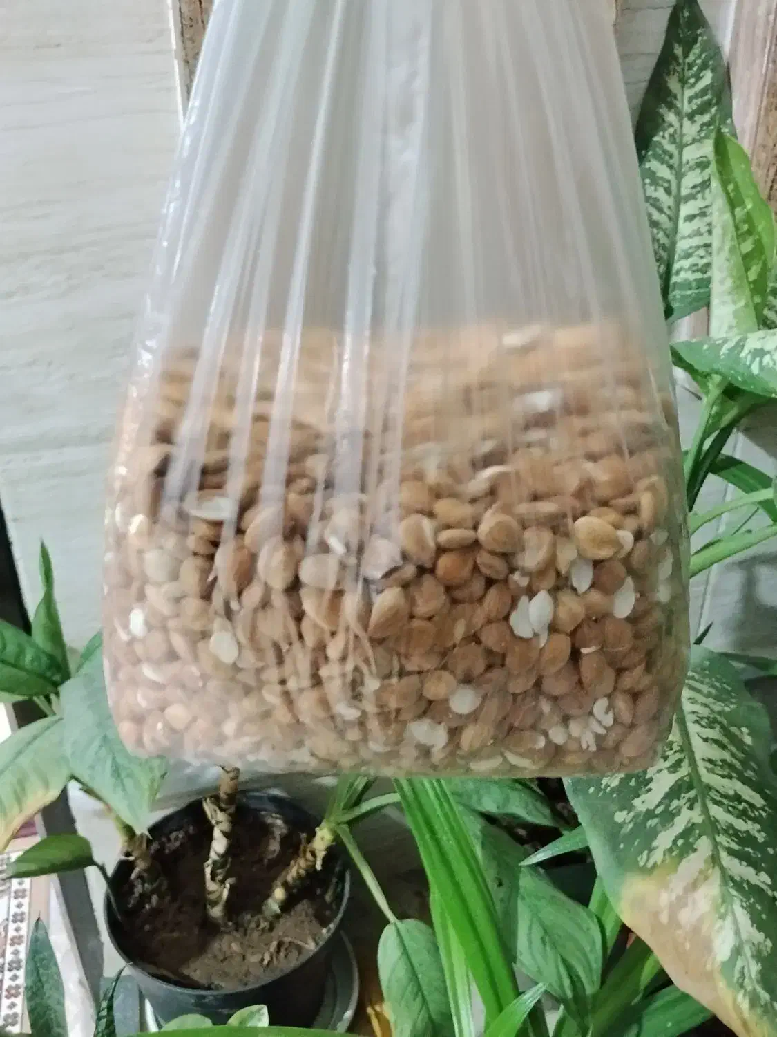 مغز زردآلو|خوردنی و آشامیدنی|جنت, |دیوار