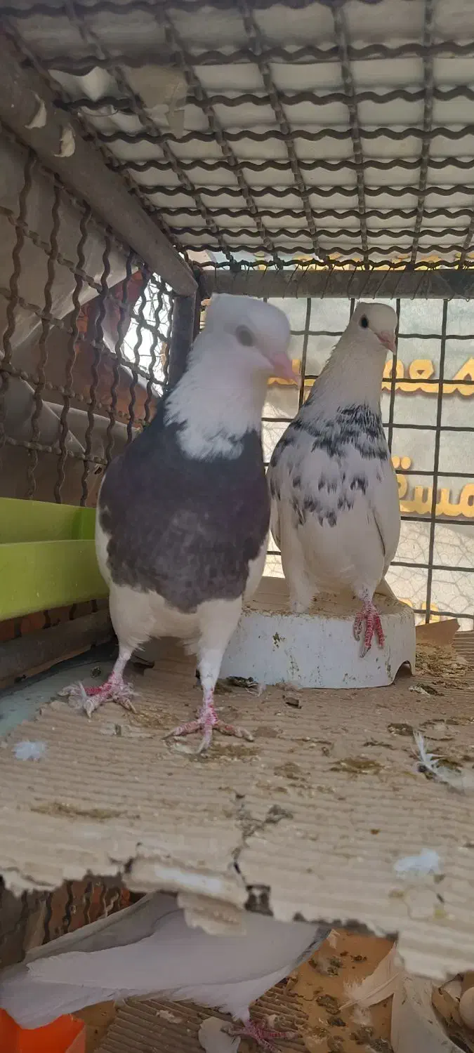 کفتر طوقی معاوضه با پلاکی یا عروس هلندی|پرنده|باغ بهادران, |دیوار