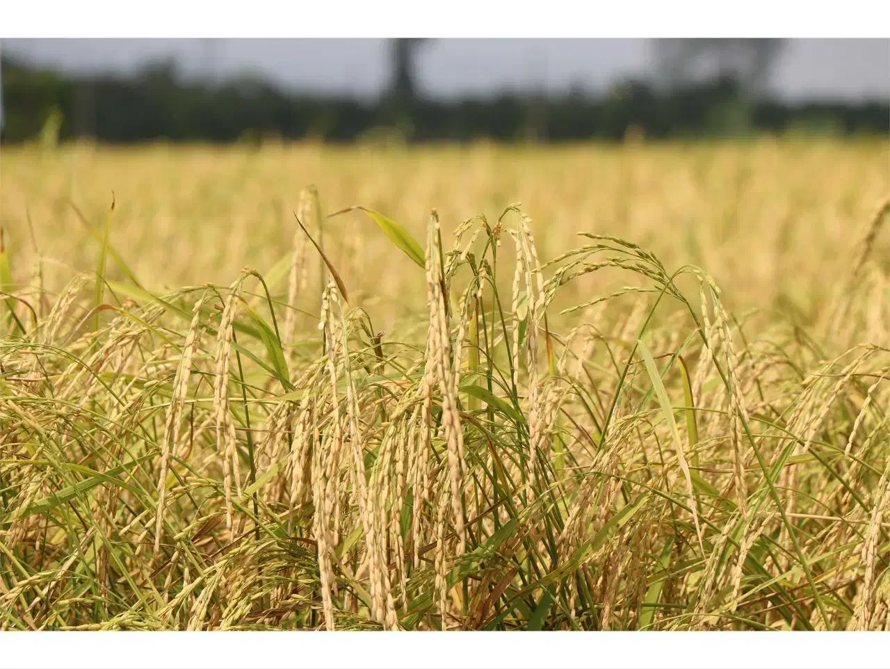 فروش زمین کشاورزی|اجارهٔ دفتر صنعتی، کشاورزی، تجاری|شفت, |دیوار