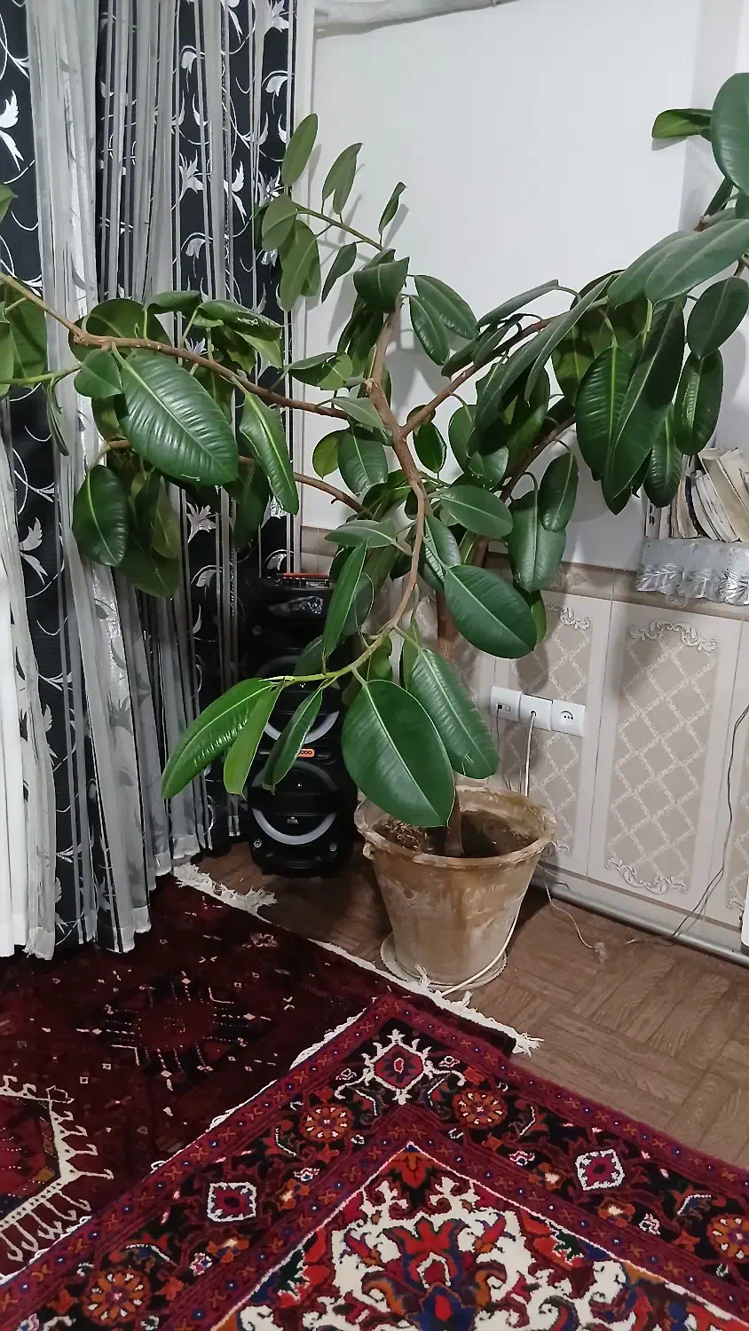 گل فیکوس|گل و گیاه طبیعی|آذرشهر, |دیوار
