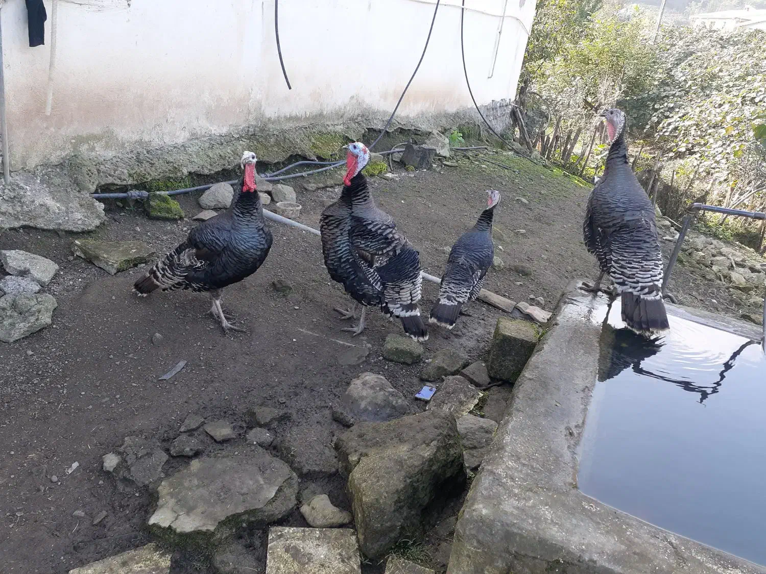 بوقلمون|حیوانات مزرعه|تالش, هشتپر|دیوار