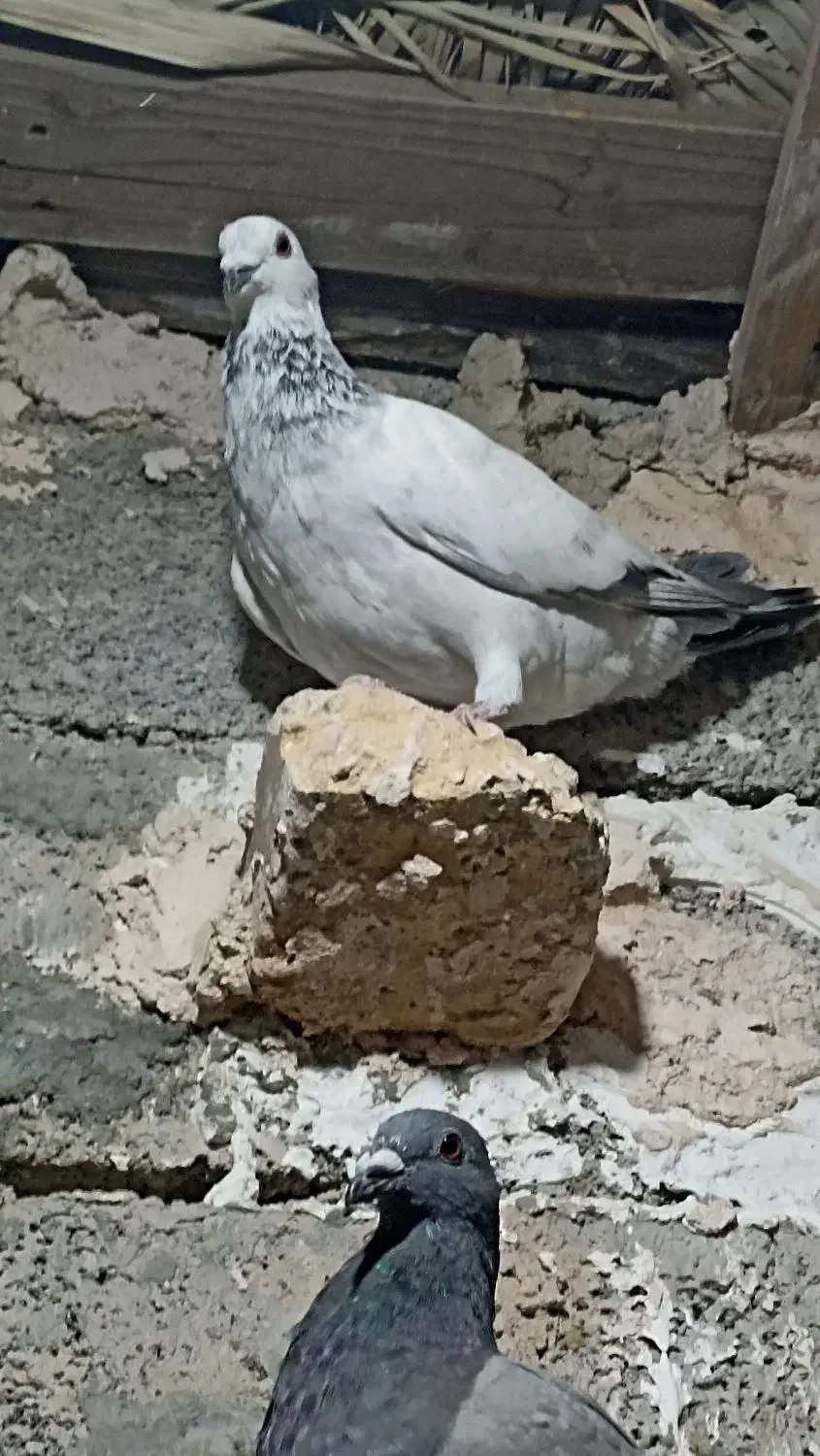 کبوتر المانی|پرنده|ایرانشهر, |دیوار