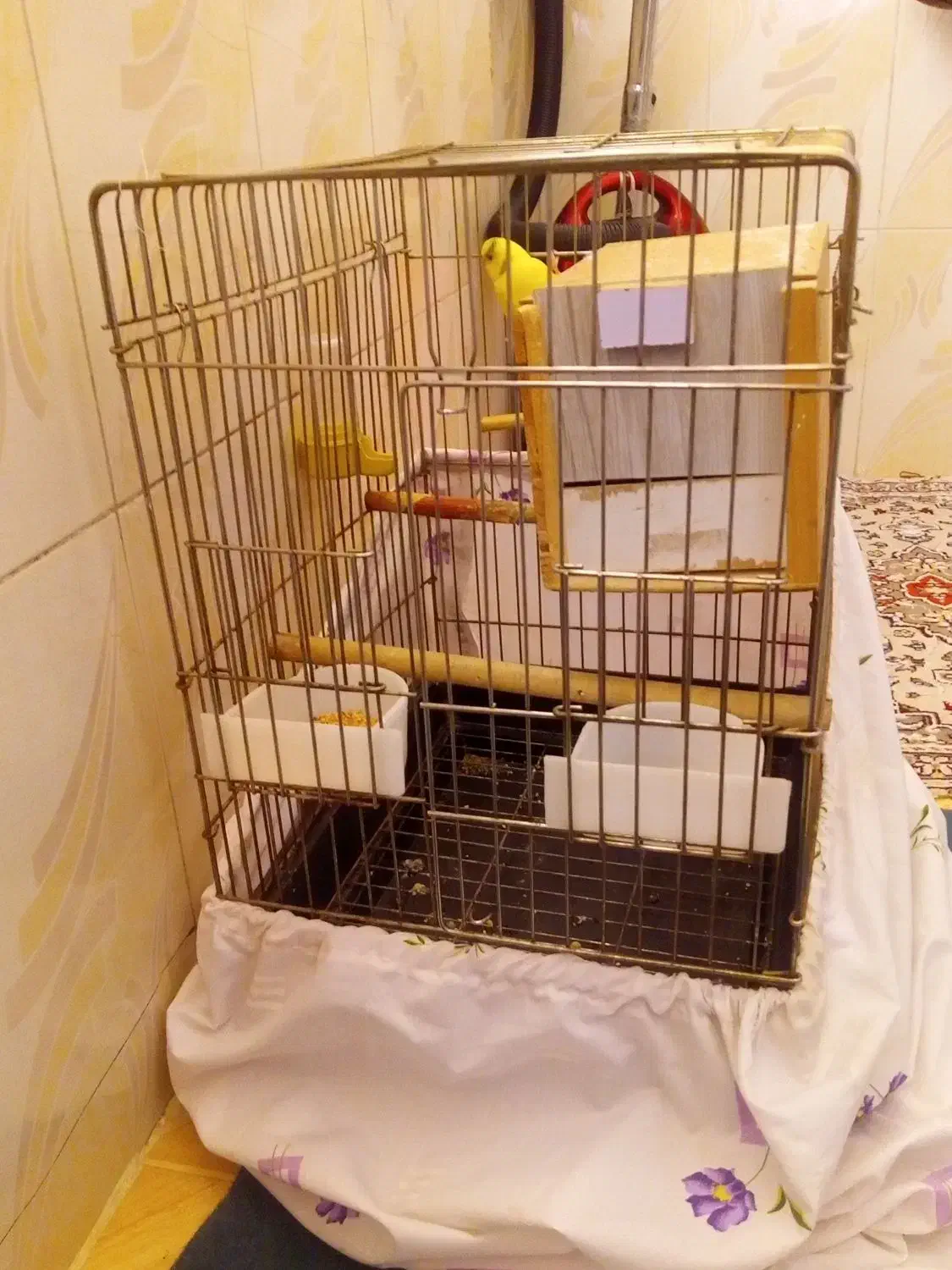 مرغ عشق|پرنده|تهران, مشیریه|دیوار