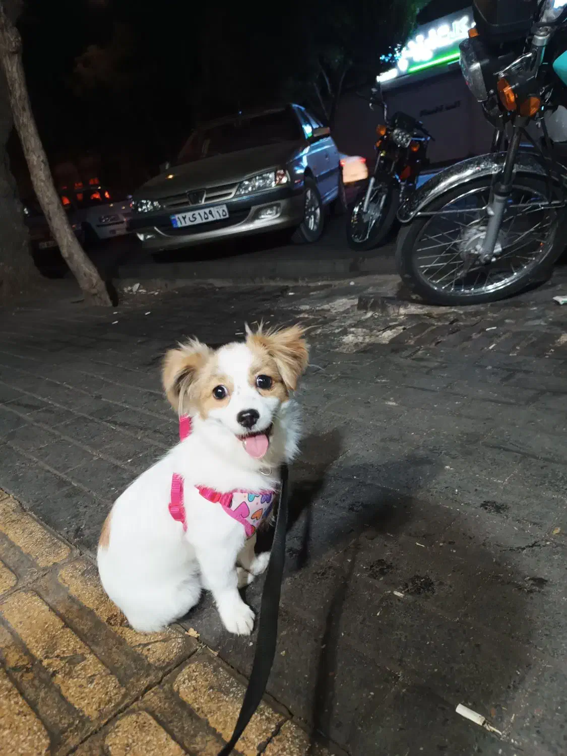 پاکوتا ایشپیتز|سگ|تبریز, |دیوار