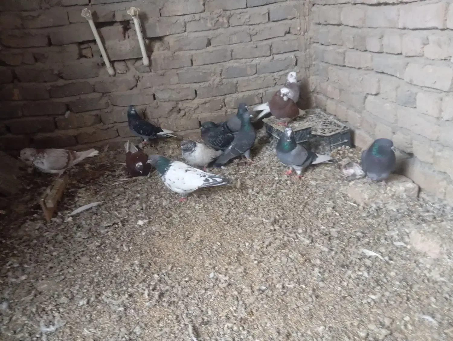 کبوتر|پرنده|جوکار, |دیوار