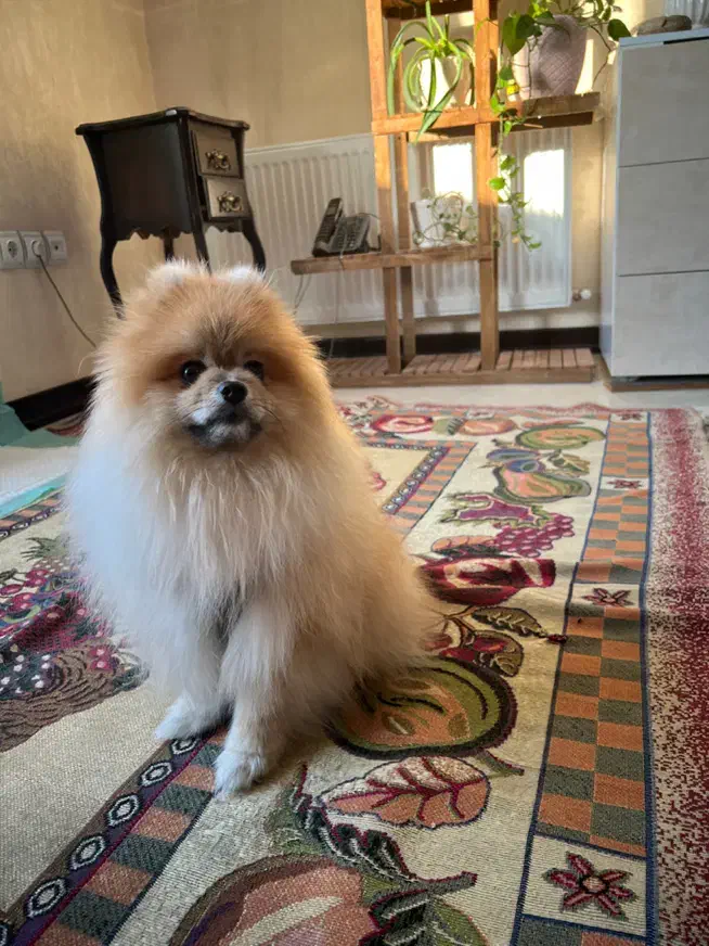 حیوان خانگی|سگ|اصفهان, پروین|دیوار