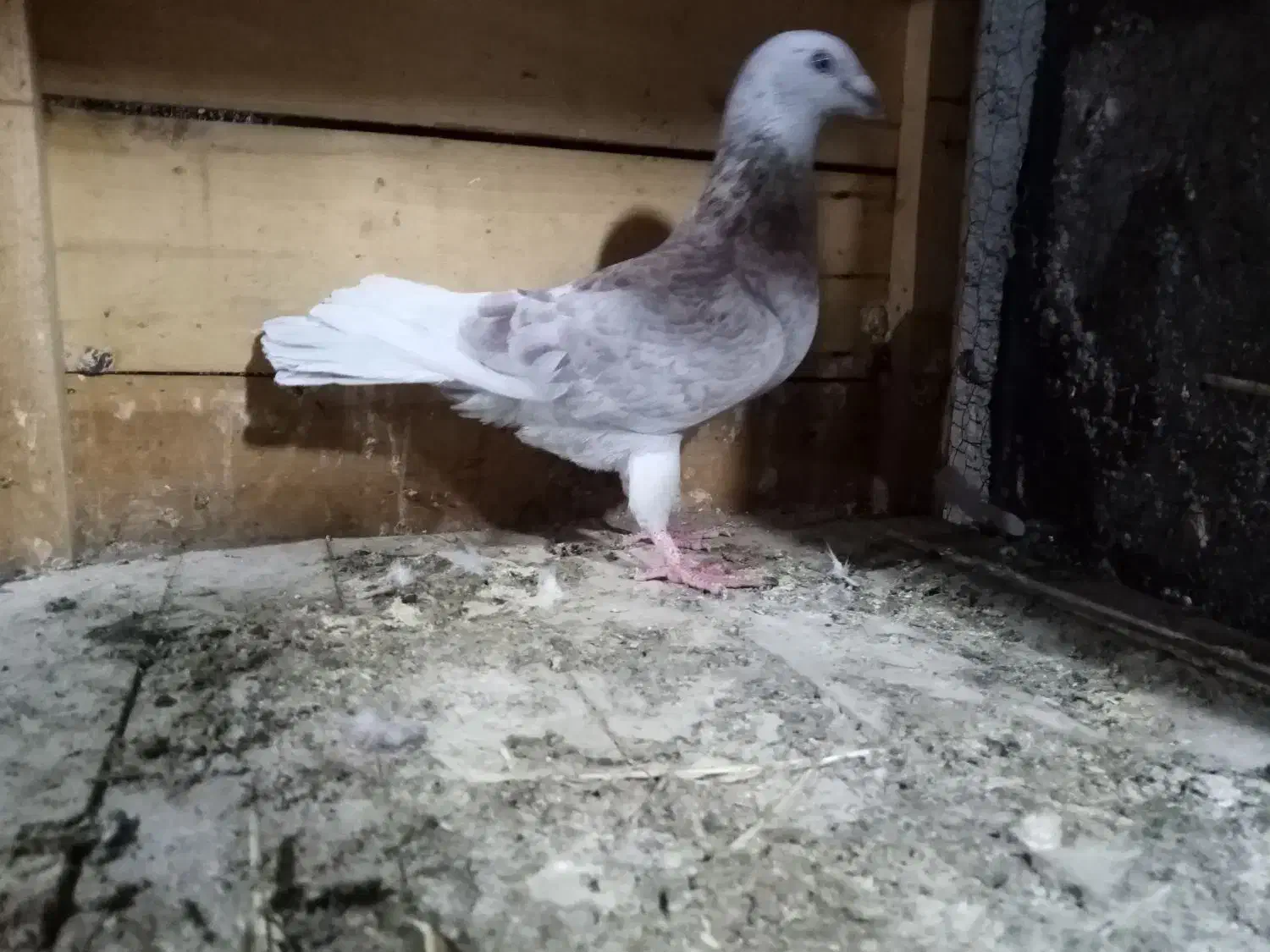 کفتر|پرنده|قم, زند آباد|دیوار