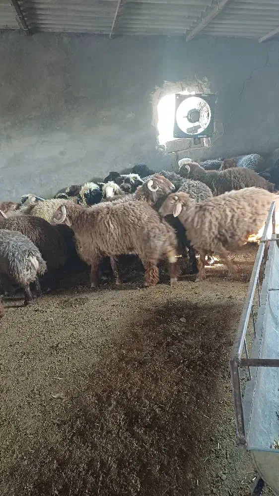 کارگردامداری و سرایداری|استخدام سرایداری و نظافت|بوشهر, |دیوار