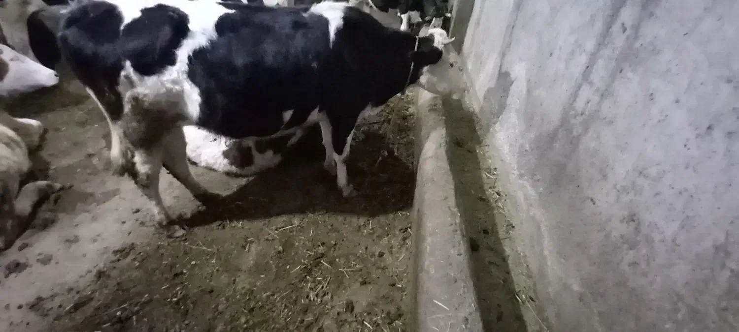 گاو آبستن ۴۵ روز مونده به زایمان|حیوانات مزرعه|نیر (اردبیل), |دیوار