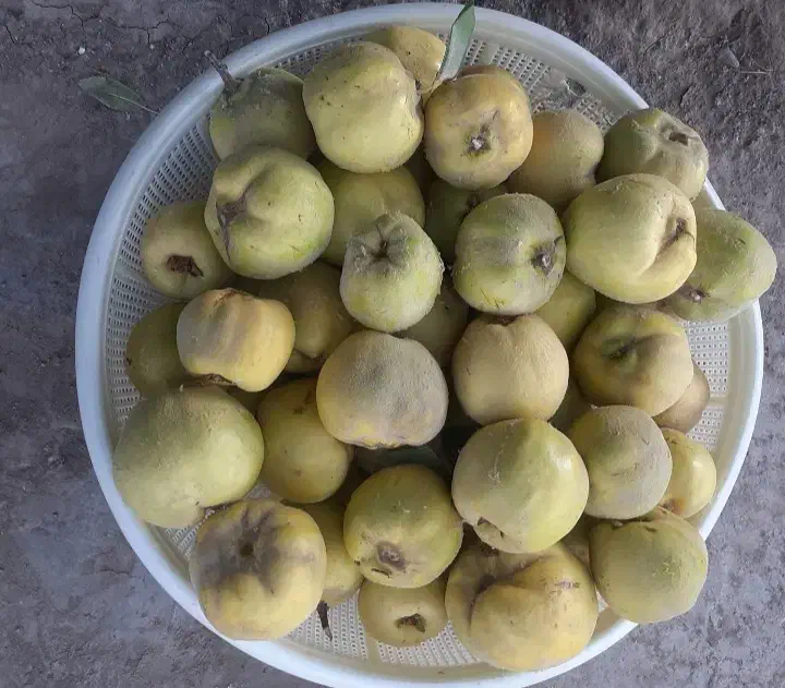 فروش به محلی ترش و خوش طعم وعطر با کیفیت|خوردنی و آشامیدنی|شاهین دژ, |دیوار