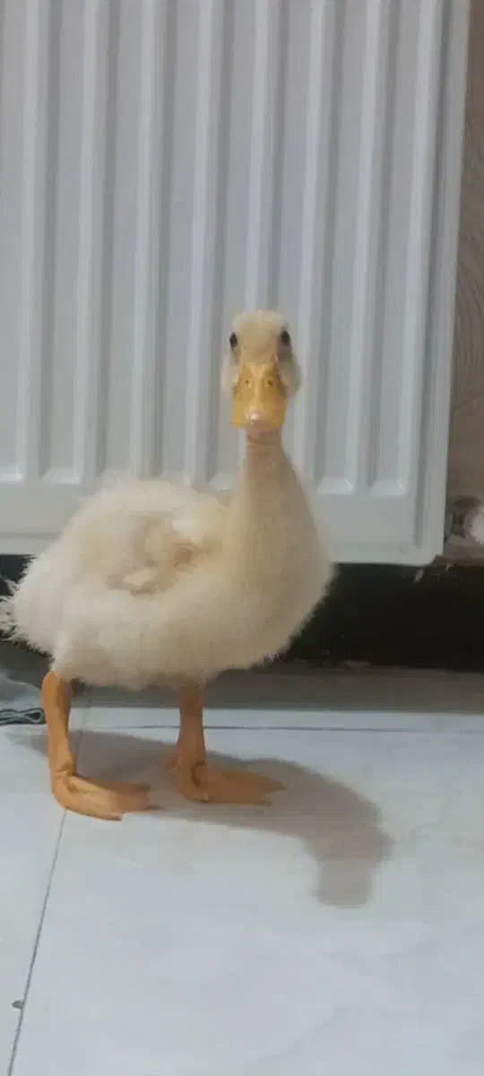 جوجه اردک دستی|حیوانات مزرعه|قدس, شهرقدس|دیوار