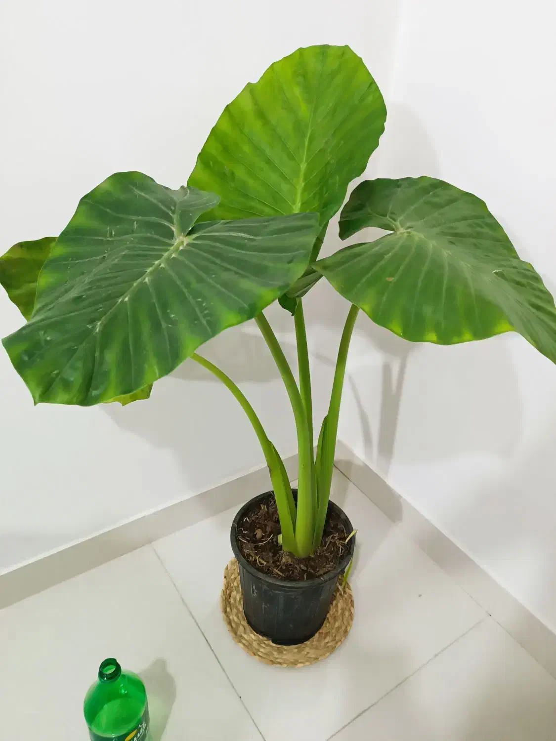 بابا آدم|گل و گیاه طبیعی|ارومیه, |دیوار