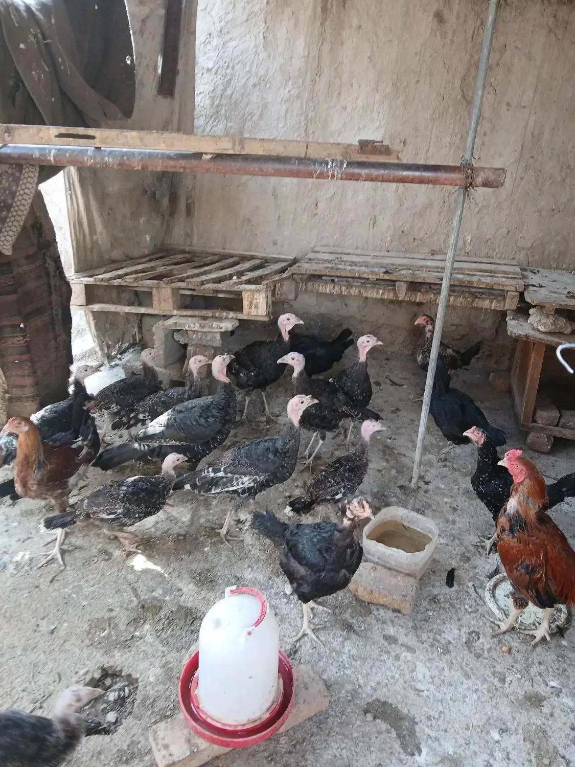 بوقلمون و اردک فروشی|حیوانات مزرعه|زابل, |دیوار