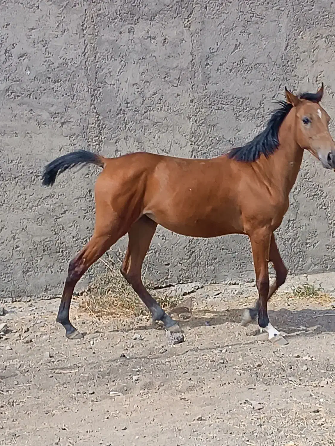 اسب مادیان|اسب و تجهیزات اسب‌سواری|همدان, |دیوار