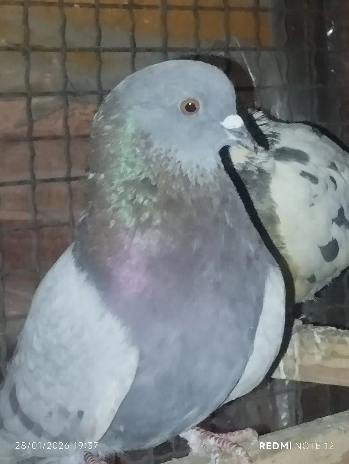 کفتر تهرانی|پرنده|تهران, شهرک رضویه|دیوار