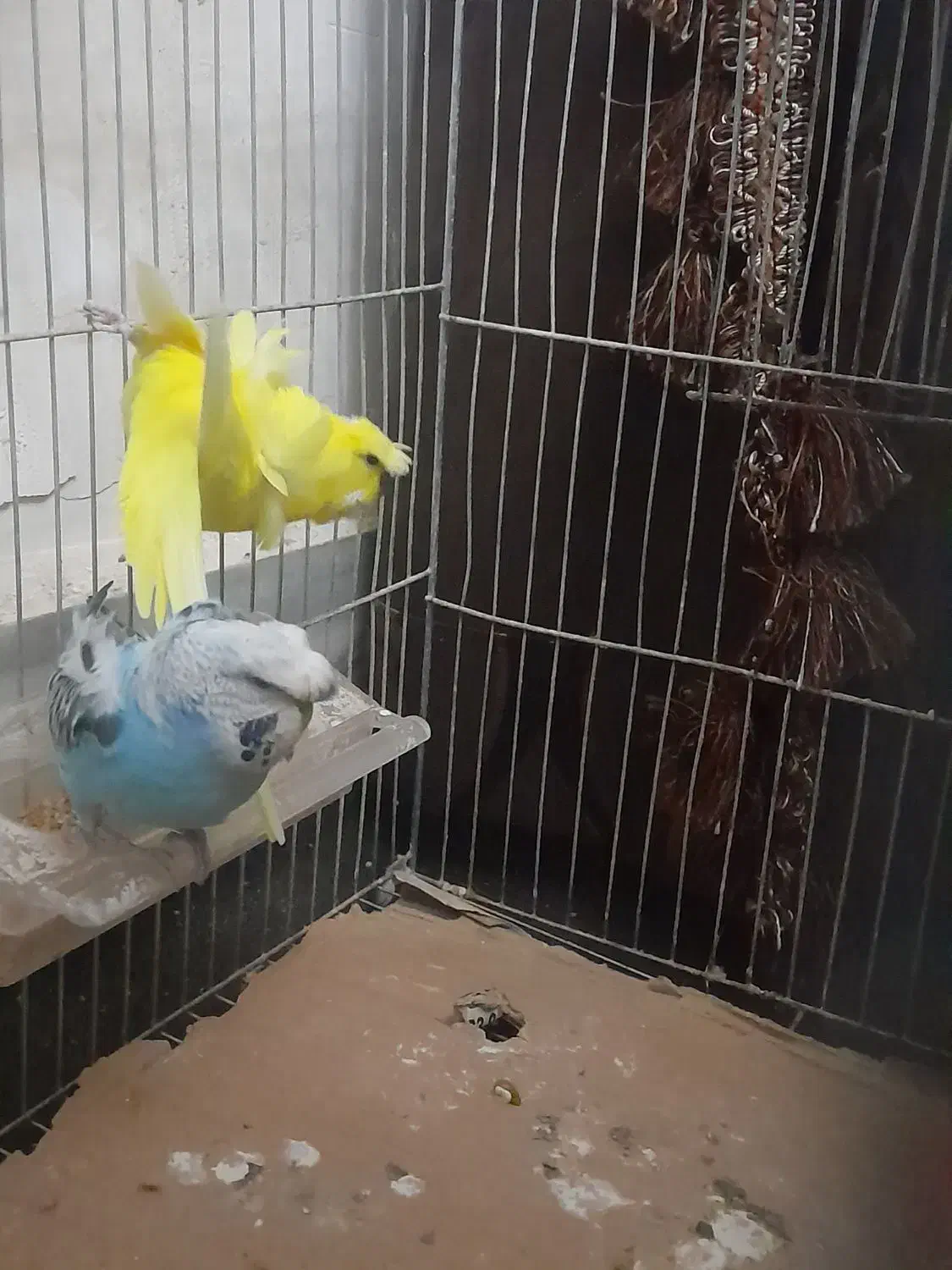 مرغ عشق|پرنده|تبریز, |دیوار