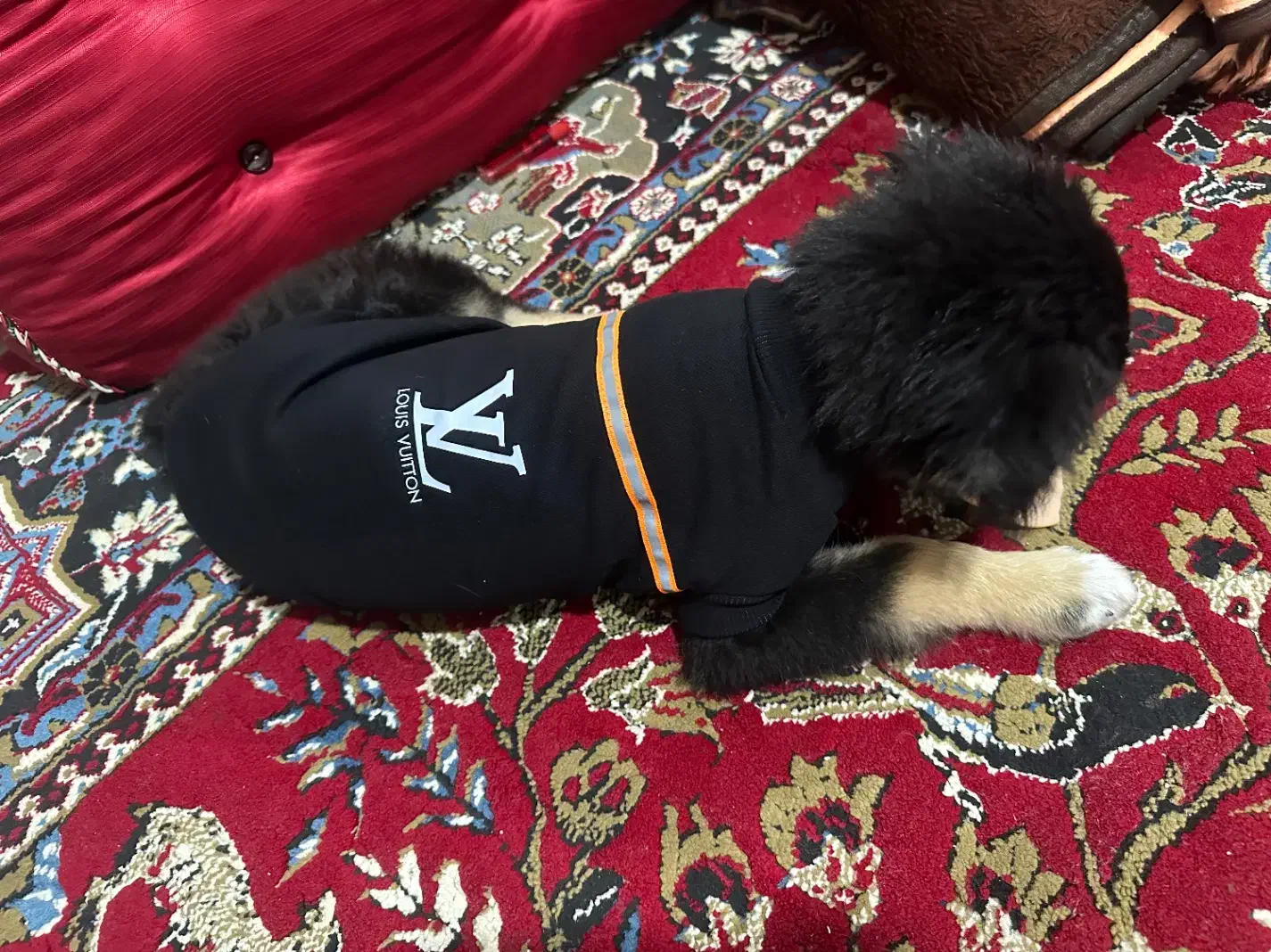 توله ژرمن ماده ۱۵ هفتگی|سگ|تبریز, |دیوار