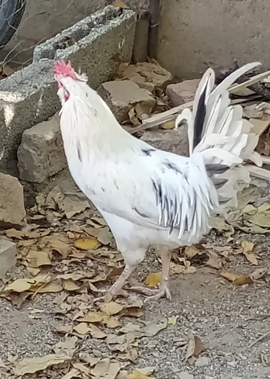 خروس محلی گلین|حیوانات مزرعه|قروه, |دیوار