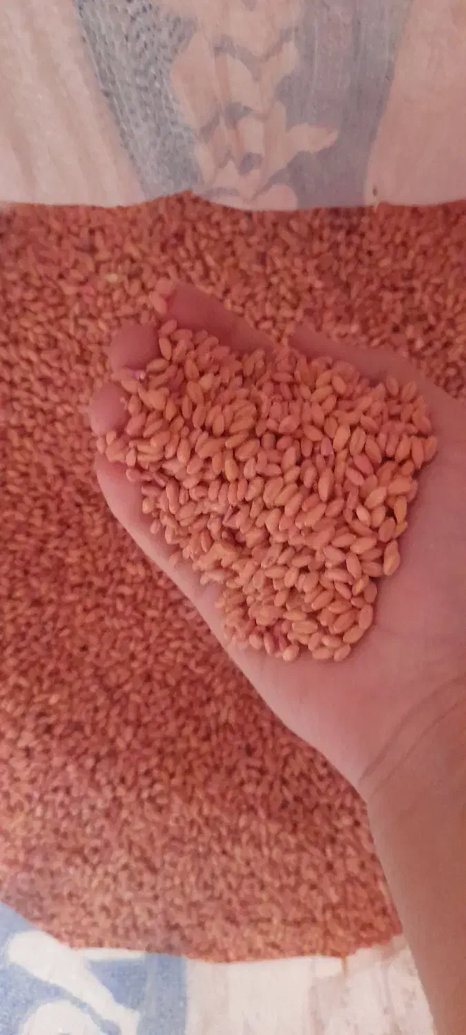 گندم زاگرس|خوردنی و آشامیدنی|طرهان, |دیوار