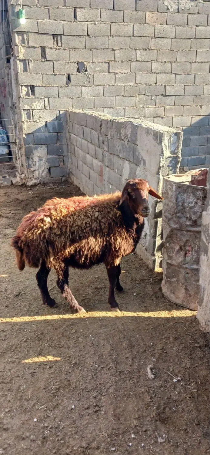 یک راس کاور افشاری|حیوانات مزرعه|تربت جام, کاریز نو سفلی|دیوار