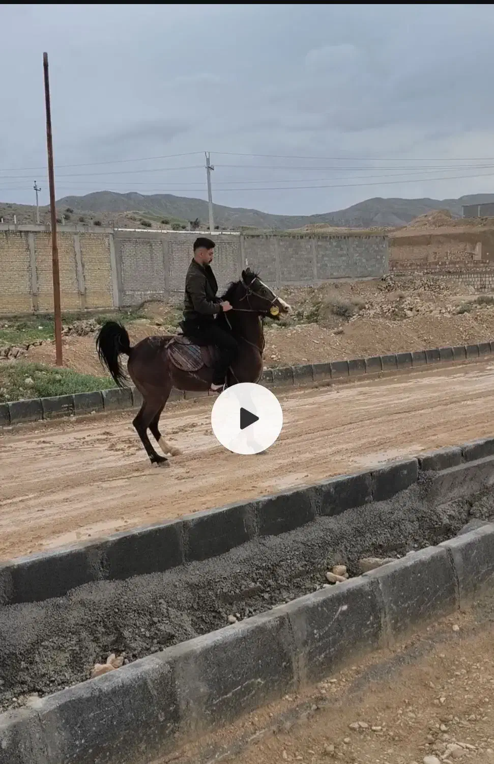 اسب|اسب و تجهیزات اسب‌سواری|لار, |دیوار