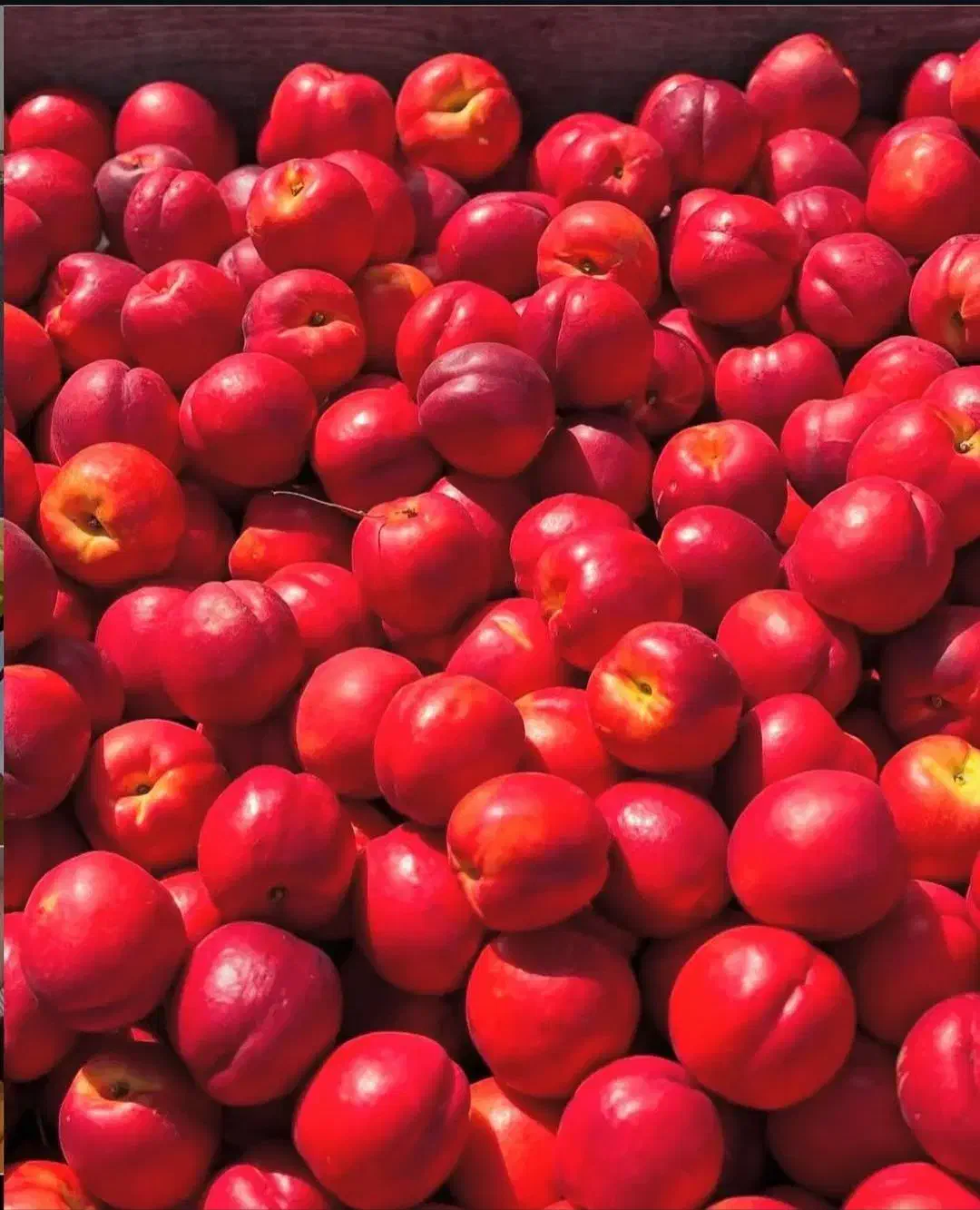 نهال شلیل وهلو|گل و گیاه طبیعی|مشگین شهر, |دیوار