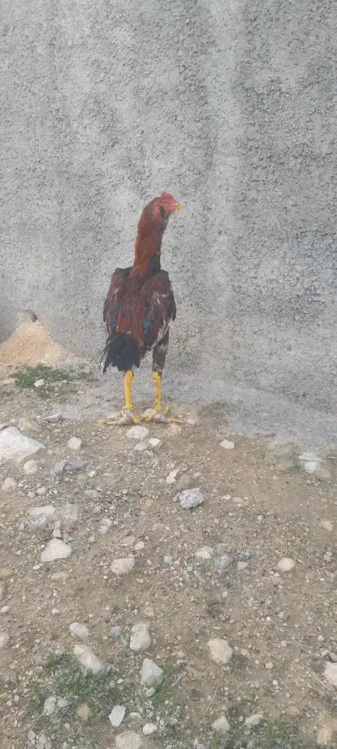 خروس لاری|حیوانات مزرعه|سرپل ذهاب, |دیوار