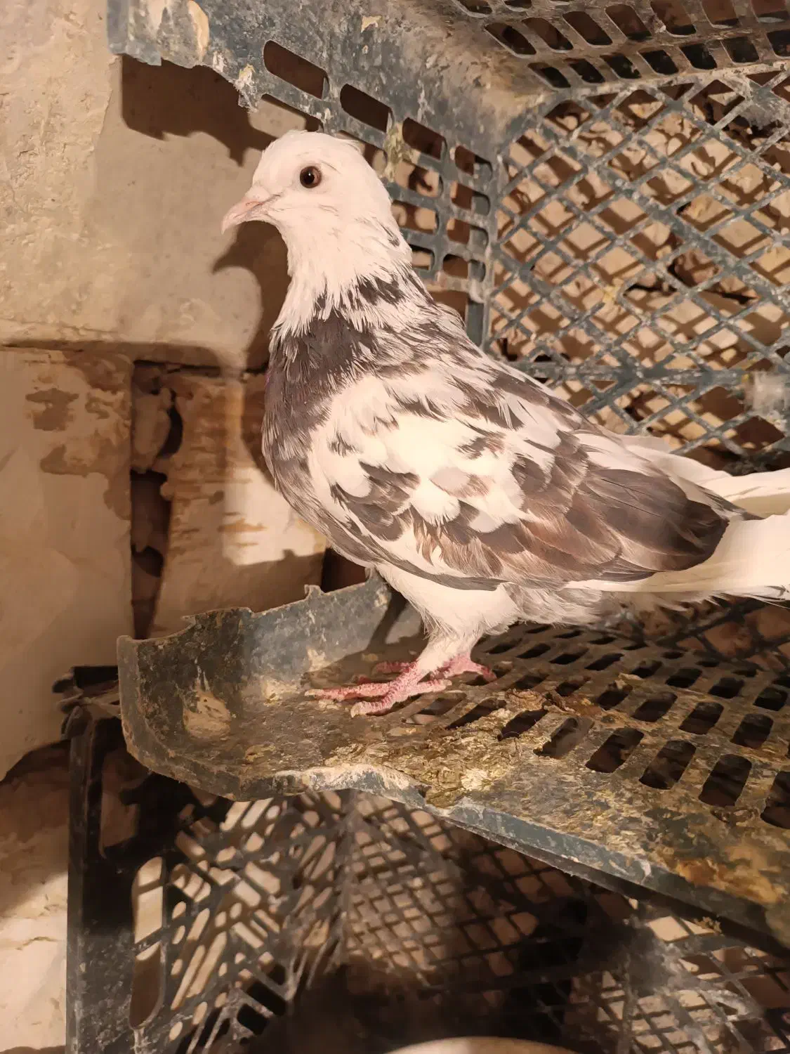 کفتزا تهران پرشی|پرنده|قرچک, قشلاق جیتو|دیوار